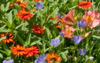 Summer colors