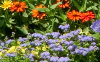 In full bloom